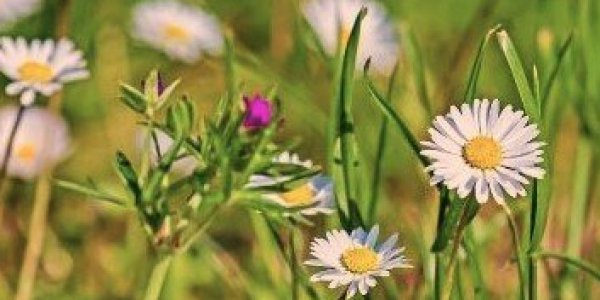 Foto: Tuinman Piet praat in Mo'j is Luusteren over voorjaarstuin